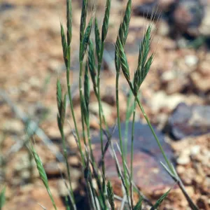 Brachypodium distachyon, SC-3773,South Ridge Road, Santa Cruz Island