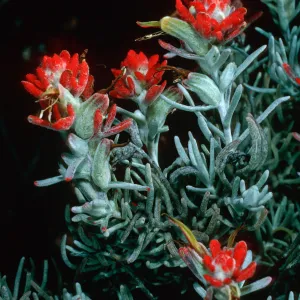 Castilleja hololeuca, SC-2198, Santa Cruz Island
