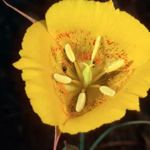 Calochortus luteus, Alameda de los Coches Prietos, Santa Cruz Island