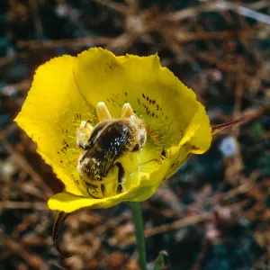 Calochortus luteus, road to Coches Prietos, Santa Cruz Island