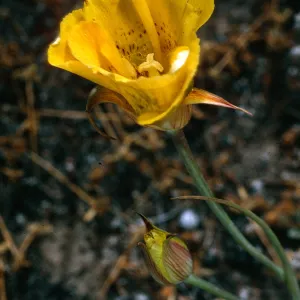 Calochortus luteus, Road to Choes Prietos, Santa Cruz Island
