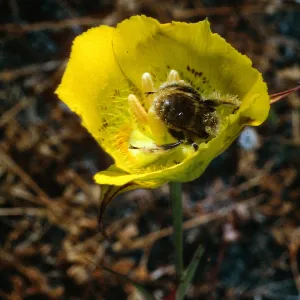 Calochortus luteus, Road to Coches Prietos, Santa Cruz Island