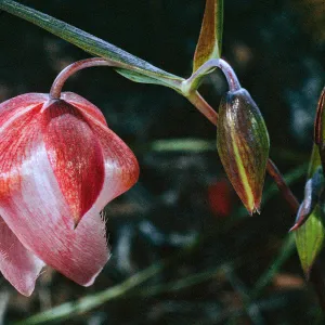 Calochortus albus, Camino de la Casa, Santa Cruz Island