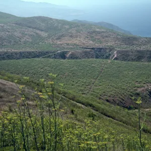 Foeniculum, Road to China Harbor, Burn of June 1990, Santa Cruz Island