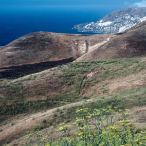 Foeniculum, burn site of June 1990, road to China Harbor, Santa Cruz Island
