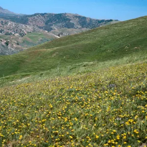 Lomatium, Sauces Canyon along road to Pozo, Santa Cruz Island
