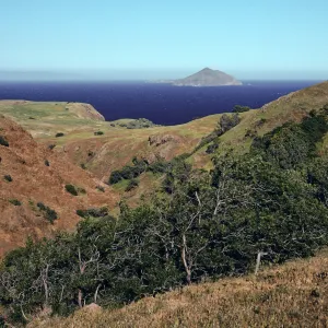 Lyonothamnus, Upper Smugglers Canyon, Santa Cruz Island