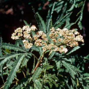 Lyonothamnus, South Ridge, Santa Cruz Island