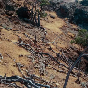 Dead Lyonothamnus, east fork of Orizaba Canyon, just above fork on west slope, Santa Cruz Island