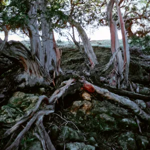 Lyonothamnus, Alamos Canyon, first major side canyon to west back from beach, Santa Cruz Island 