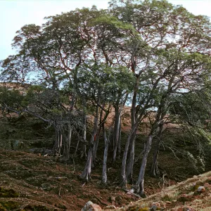 Round Lyonothamnus grove, just west of Grove #102, Upper Lady's Canyon, Santa Cruz Island