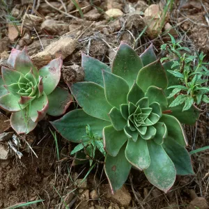 Dudleya candelabrum, Canada del Medio, Santa Cruz Island