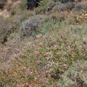 Malacothamnus fascicuatus var. nesioticus, Christi Ranch outhouse, Santa Cruz Island
