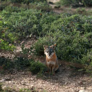 fox, Navy Road, Santa Cruz Island