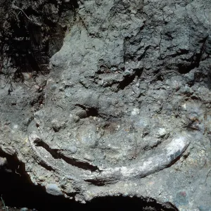mammoth tusk, upstream from Christy Ranch, Santa Cruz Island