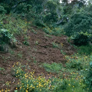 feral pig damage, N-facing slope, CaÃ±ada de la Portezuela, Santa Cruz Island