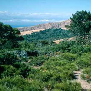 prostrate Adenostoma, China Pines, Santa Cruz Island