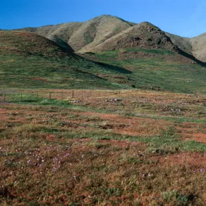 hills, near Fraser Point, Santa Cruz Island