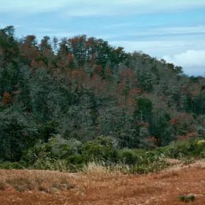 Christy Pines, Santa Cruz Island