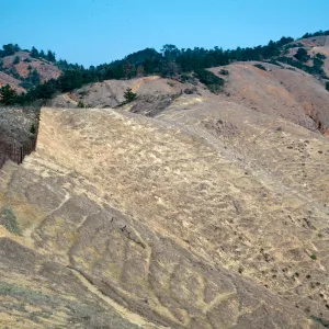sheep damage, upper Laguna - upper Sauces Road, Santa Cruz Island