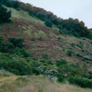 pig damage, N-facing slope, CaÃ±ada Del Porrtezuelo, Santa Cruz Island