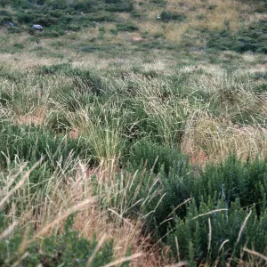 Stipa, meadow, North part of South island, South Todos Santos Island