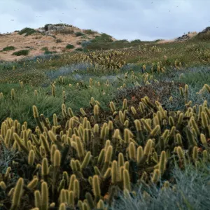 Bergerocactus, Northwest side of South Island, Todos Santos Island