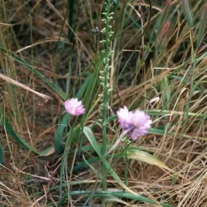 Habenaria, South Todos Santos Island