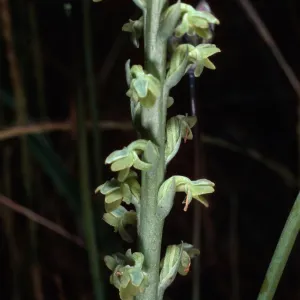 Habenaria, South Todos Santos Island
