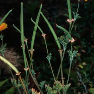 Eschscholzia californica, South Todos Santos Island
