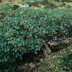 Lavatera, Northeast part, South island, Todos Santos Island