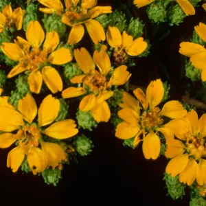 Hemizonia, South Todos Santos Island