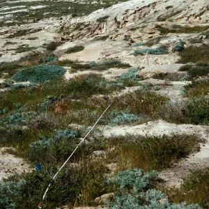 transect #8, Southwest escarpment, East of Building #165, San Nicolas Island