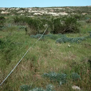 Baccharis transect, along road to Building #165, San Nicolas Island