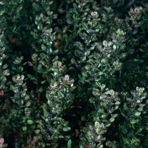 Lepidium oblongum, SN-1053, canyon East of Î” SPOR, San Nicolas Island