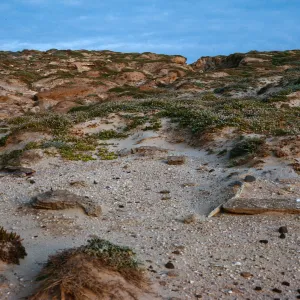dunes, East of Red Eye Beach, San Nicolas Island