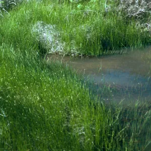 vernal pool, just West of airfield, San Nicolas Island