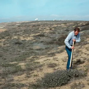 Tom Murphy digging up Eriogonum cinereum (coastal wild buckwheat), below Building #112, San Nicolas Island