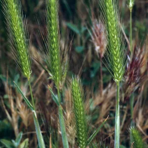 Hordeum intercedens, SN-1060, Northeast coastal flats, San Nicolas Island
