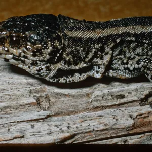Night Lizard, San Nicolas Island