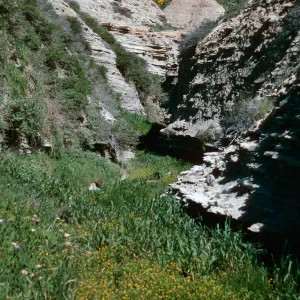 Canyon by dump, Cotula coronopifolia, San Nicolas Island