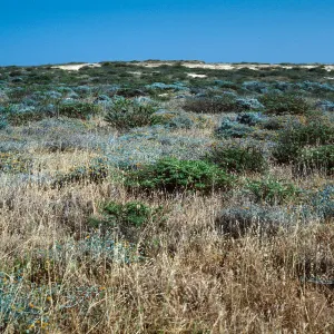 Terrace by airfield, San Nicolas Island