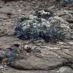Eriogonum grande timorum, 1st canyon west of south range, marker poles, San Nicolas Island