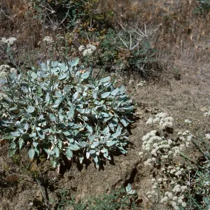 Eriogonum grand timorum, slopes above Daytona Beach, San Nicolas Island