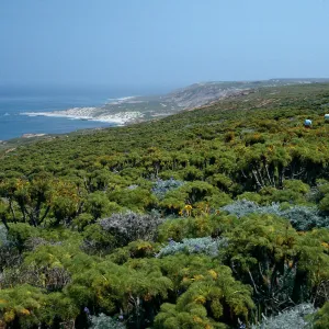 Coreopsis, north escarpment above Corral Harbor, San Nicolas Island