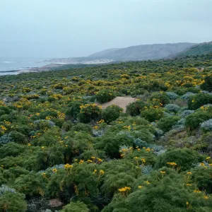Coreopsis, north side, east of Corral Harbor, San Nicolas Island