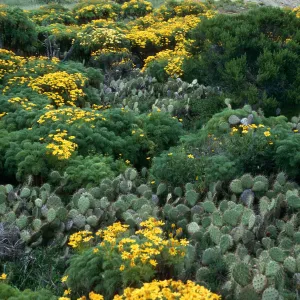 Coreopsis, canyon east of rock jetty, San Nicolas Island