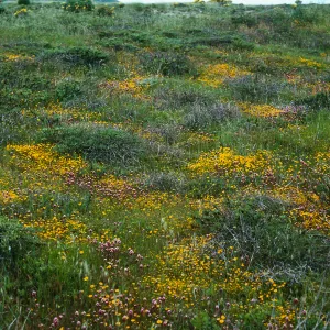 Lasthenia, Orthocarpus, mesa just SW of airfield, San Nicolas Island