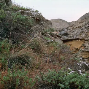 Stipa diegoensis, Mineral Canyon, San Nicolas Island