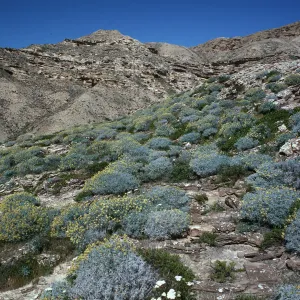 Astragalus, south side east of Desert Fan Canyon, San Nicolas Island